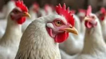 استقرار أسعار الدواجن والبيض في الأسواق المصرية بمنتصف تعاملات اليوم الخميس